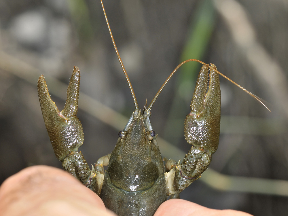 Austropotamobius pallipes o italicus?